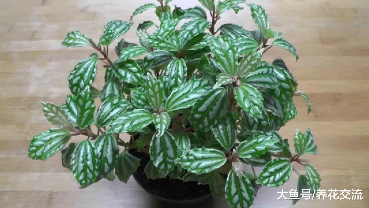 可以给室内增湿的几种植物, 很适合养在家里