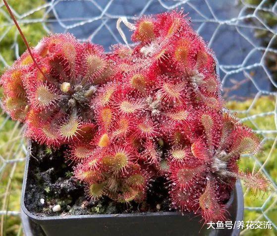 新手掌握这些技巧, 在窗台和阳台上就能养好各种食虫草了