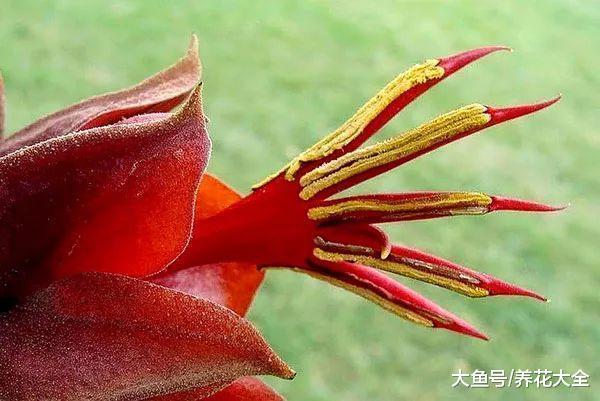 这些奇葩植物在一起, 说不定你连一种都没见过!