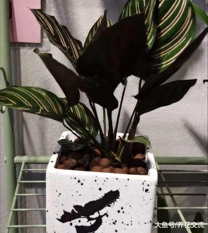 常见的15种耐阴盆栽植物, 你更青睐哪一个品种呢?