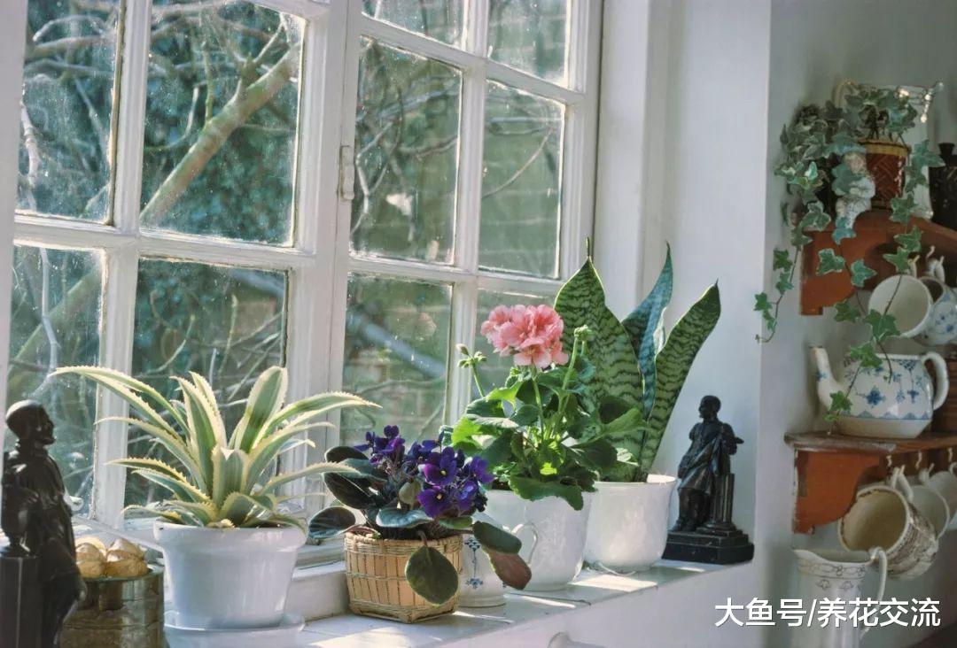 养死室内盆栽植物最常见的7个误区, 看看你做错了哪些