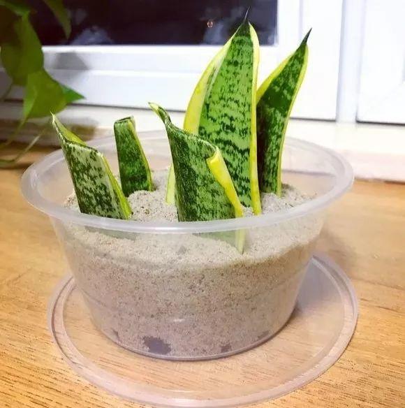 这花打半价也别买, 掐个枝就能活, 养花再也不费钱!