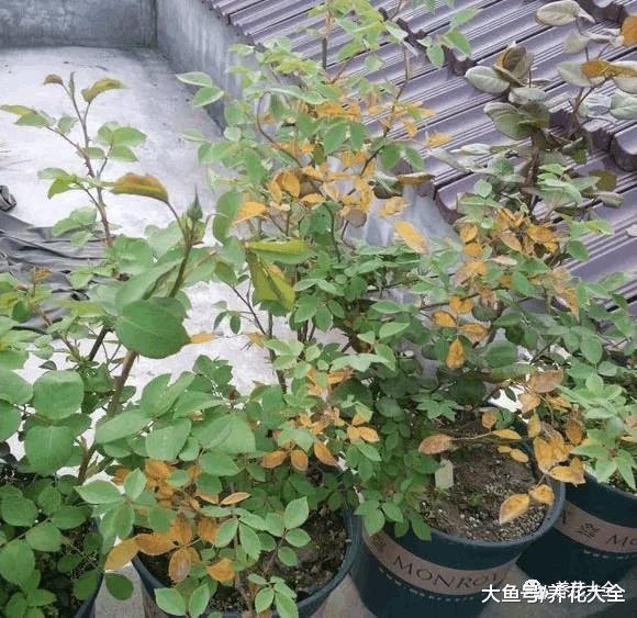 给花喝点醋, 5天黄叶变绿叶, 效果堪比“神仙水”!