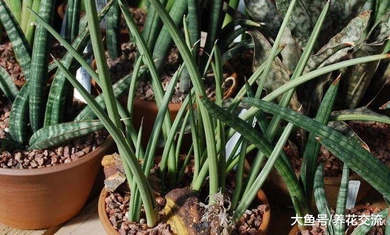 名字叫佛前香的虎皮兰, 你看到过它开花么?