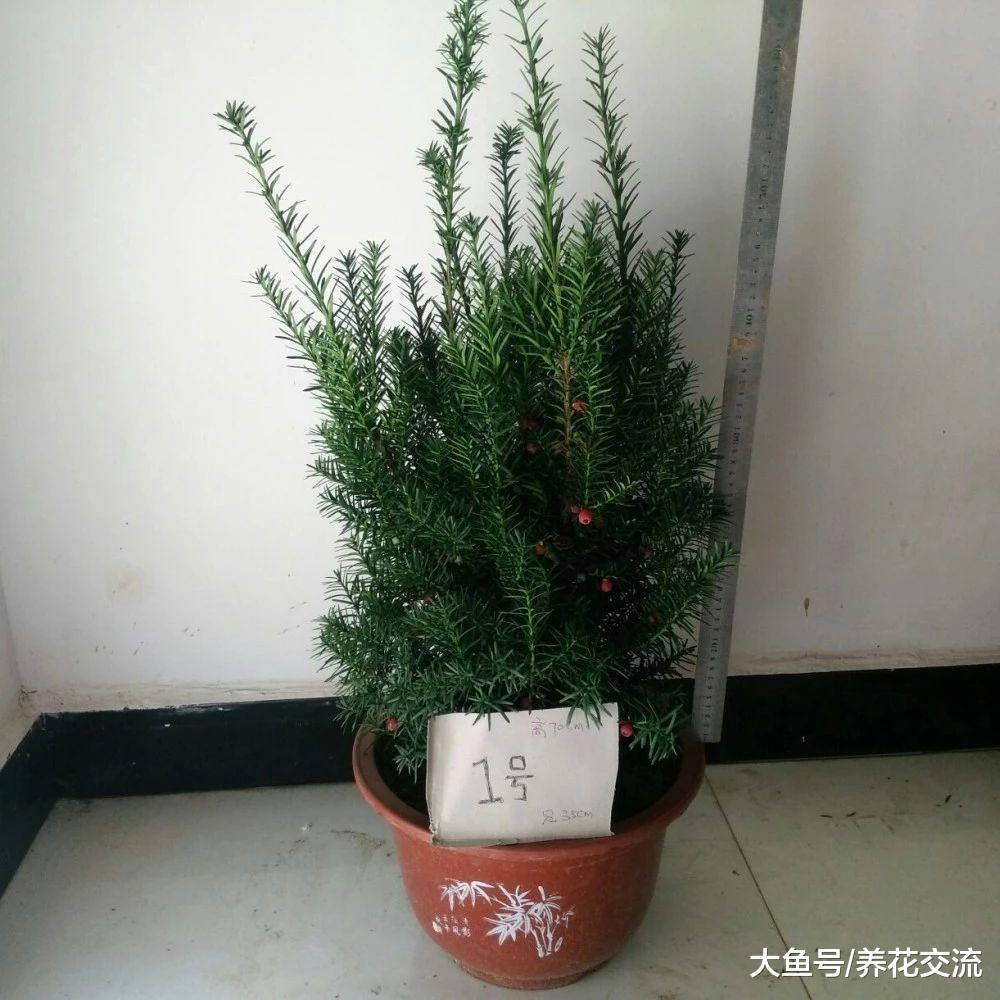 红豆杉养家里怎样才不容易黄叶, 你更喜欢哪个品种?