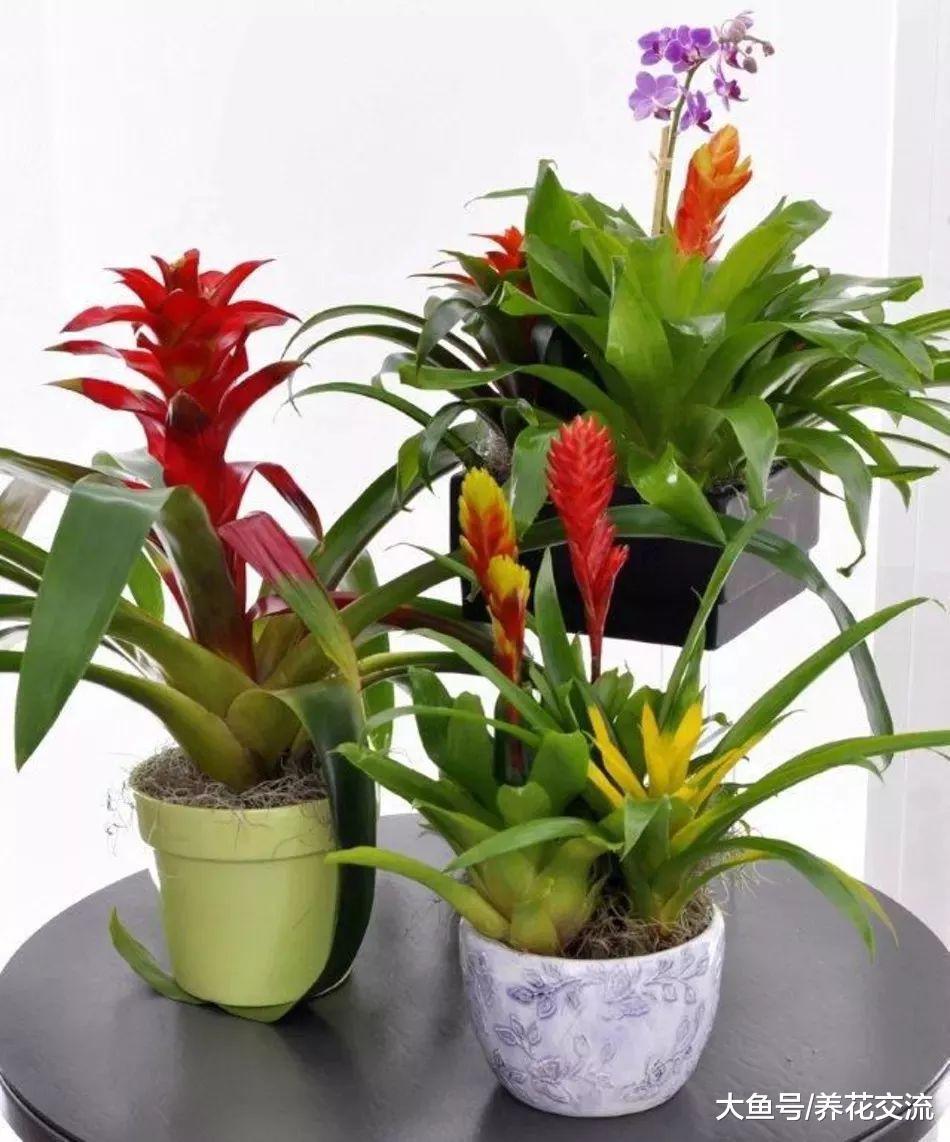 这些盆栽植物养在室内花朵也能保持盛放