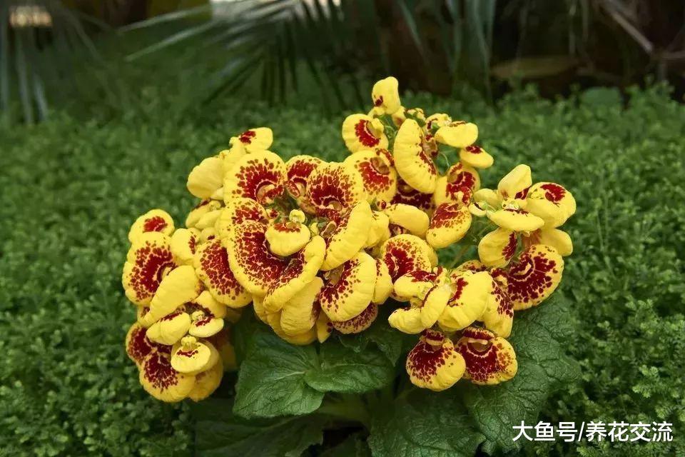 如果你喜欢橙色的花卉, 下面十种开花植物就很适合你
