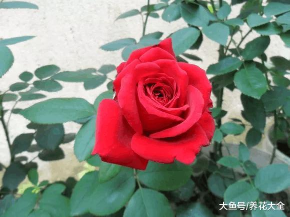 月季就是药罐子? 学会这5个技巧, 保你月月开花不招虫!