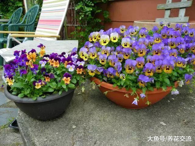 5种可以常年开花的盆栽花卉, 花朵艳丽, 播种繁殖特别简单