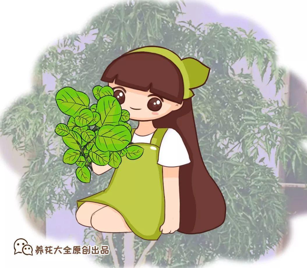 家里养盆“福禄寿”, 开的花绚丽多彩, 天天都有好运气!