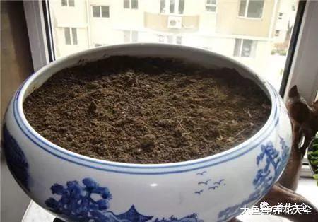 弄掉的叶子别扔, 简单一处理, 一盆变多盆!