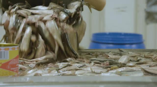 这里被称作“世界最臭工厂”, 作业工人对味道已无感