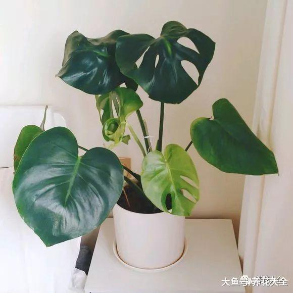 不懂浇水? 那就养养这些喜水花卉, 一浇就能长满盆!