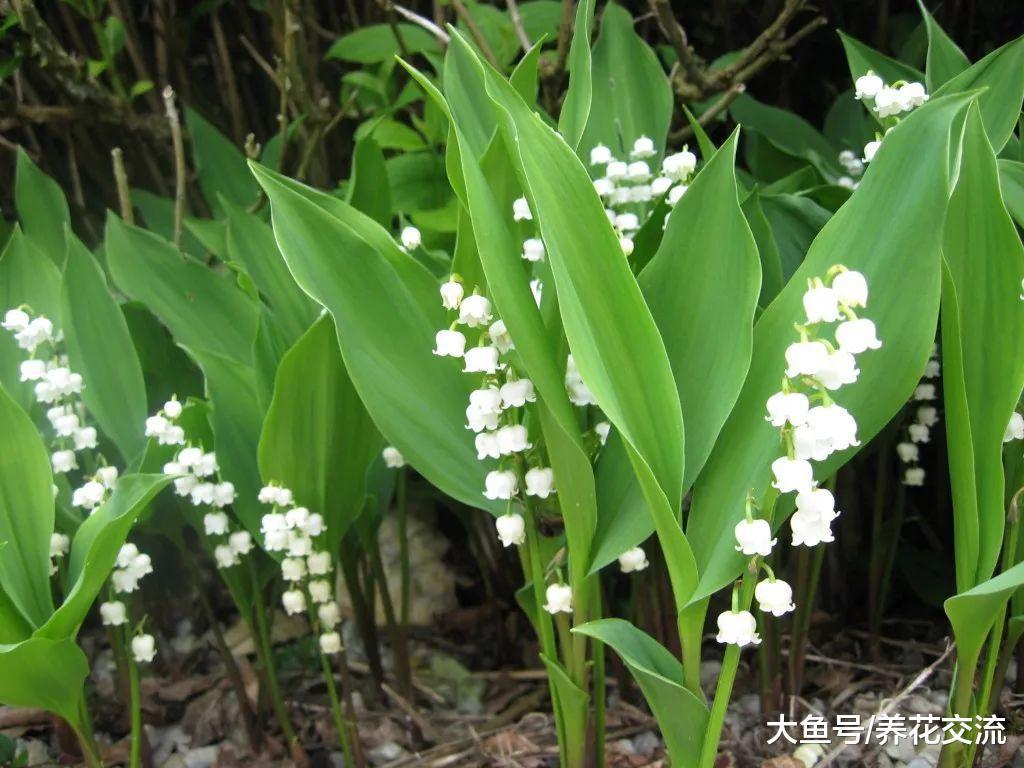 八种能在树荫下开花灿烂、生长旺盛的植物, 新手也能种出一片花园