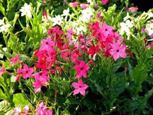 想要阳台变成花园? 这六种好养易活的花草绝对不能少呀!