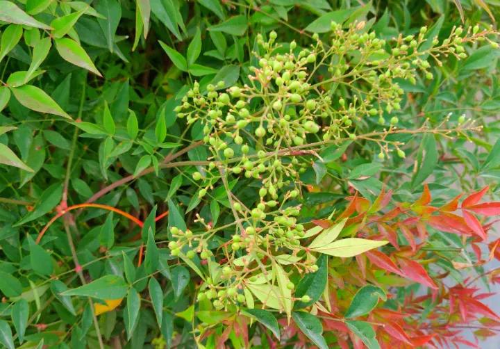 国庆外出, 这8种毒草不能碰, 遇见赶紧绕道走!