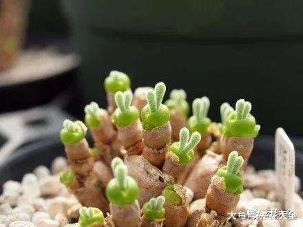 没有对比就没有伤害, 看看怎么能把多肉养成小清新吧!