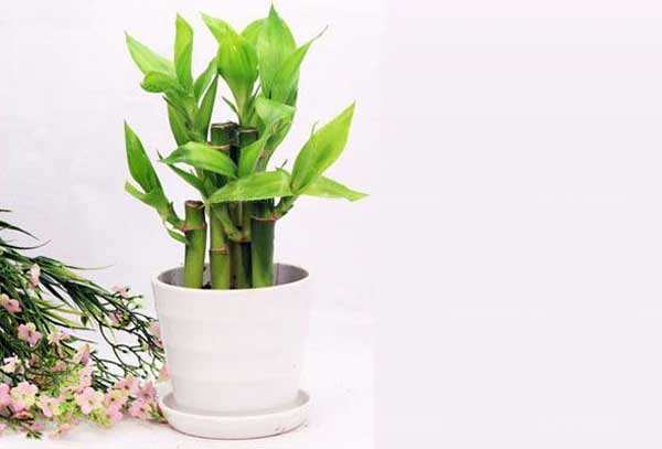 富贵竹用这“粉末”养, 黄叶不再有, “枝条”绿汪汪!