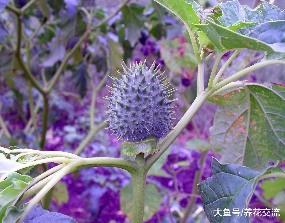 这种花卉看起来迷人至极, 但花果和茎叶都是有剧毒, 避免采摘
