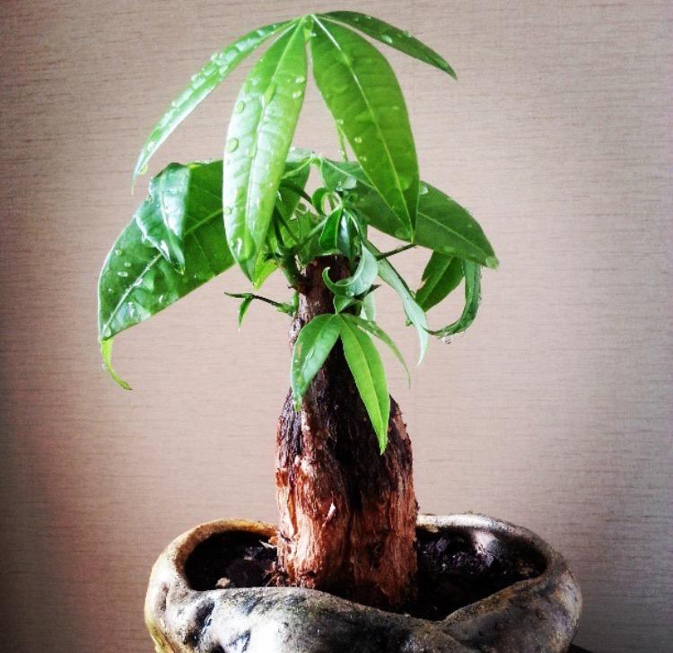 高温干燥! 发财树又黄叶了? 试试这几招, 让叶片长的油光锃亮