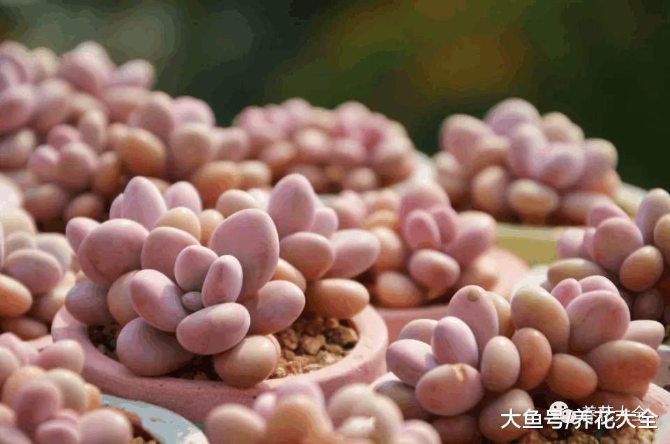 春天就养这18种多肉, 财运福运桃花运好运爆
