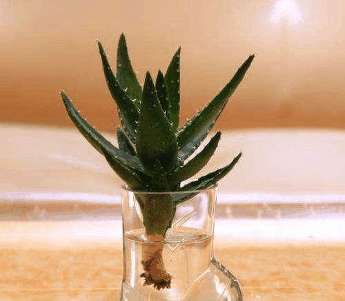 水培植物养不好? 在里面加点它, 叶子绿得能滴油!