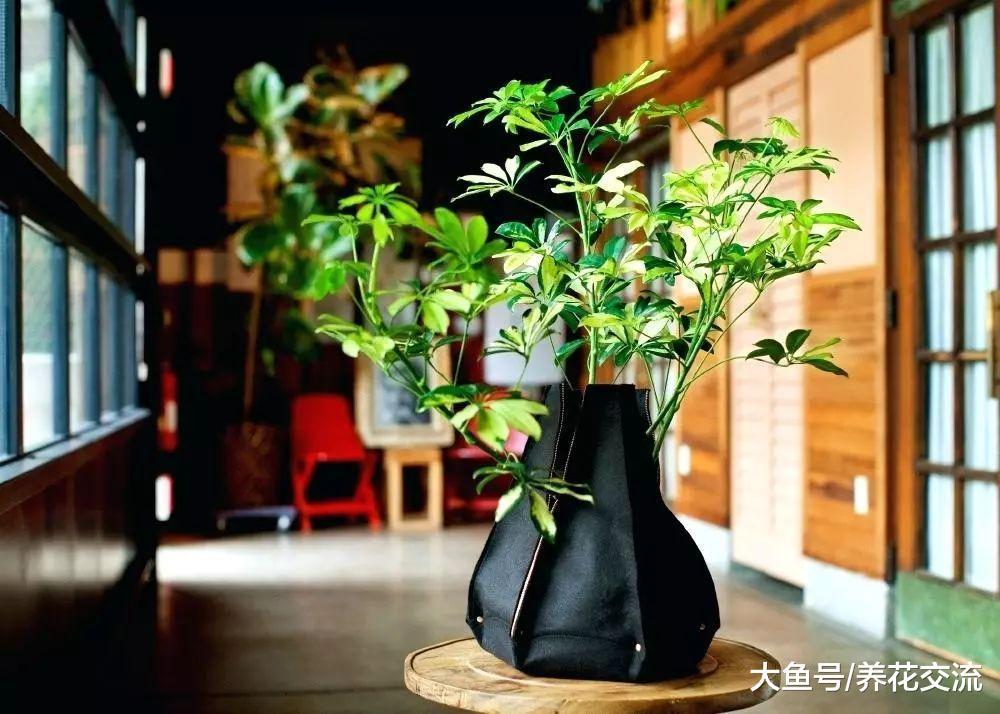 10种特别有趣的植物, 花友们看着就想养一盆