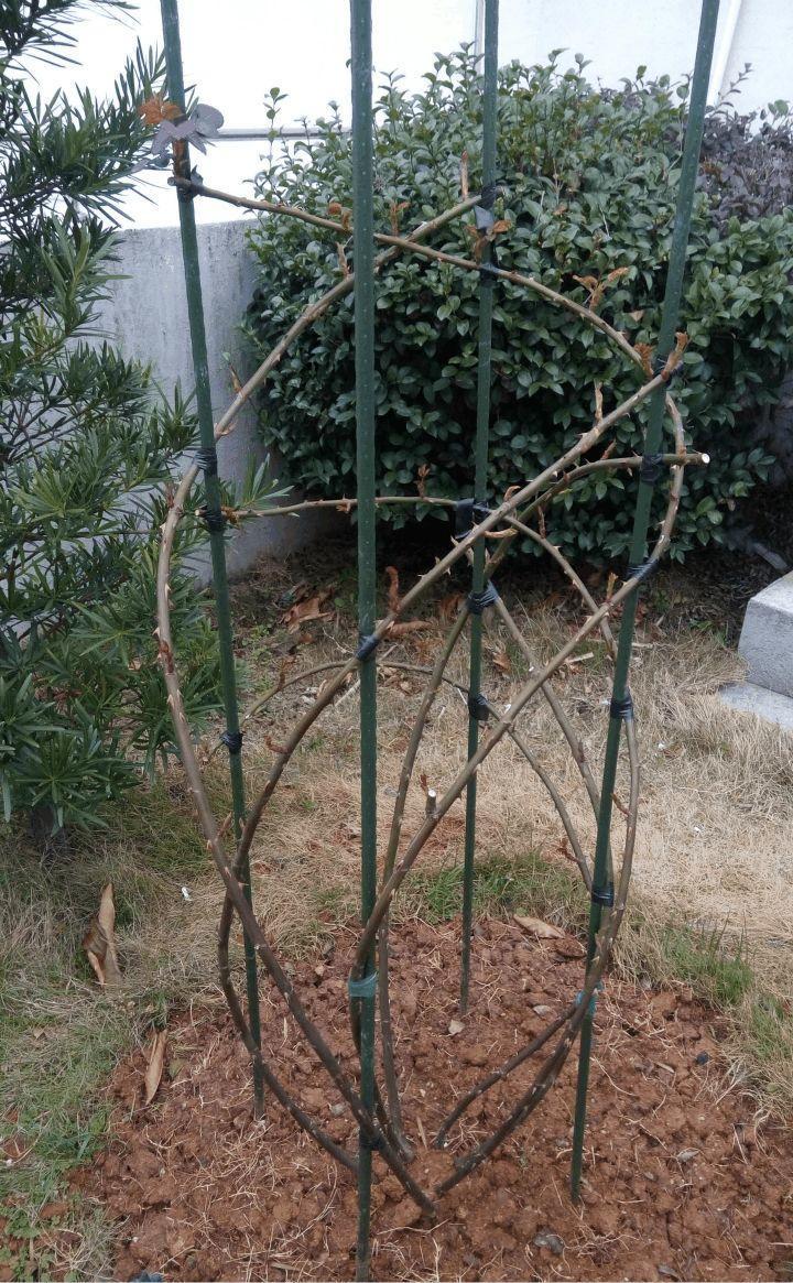 用铁丝支个架, 月季1月蹿2米, 拦都拦不住!