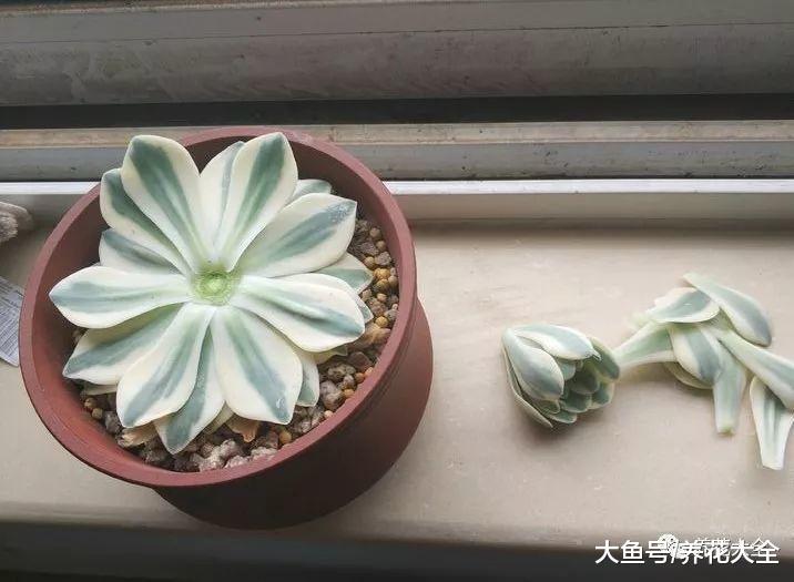 还在天天盼着多肉爆盆? 这样切一刀, 多到放不下!