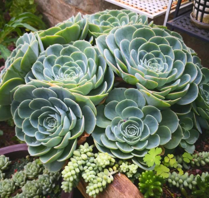 小伙把多肉养成手捧花, 1棵上面长30朵花头, 价格翻了几百倍!