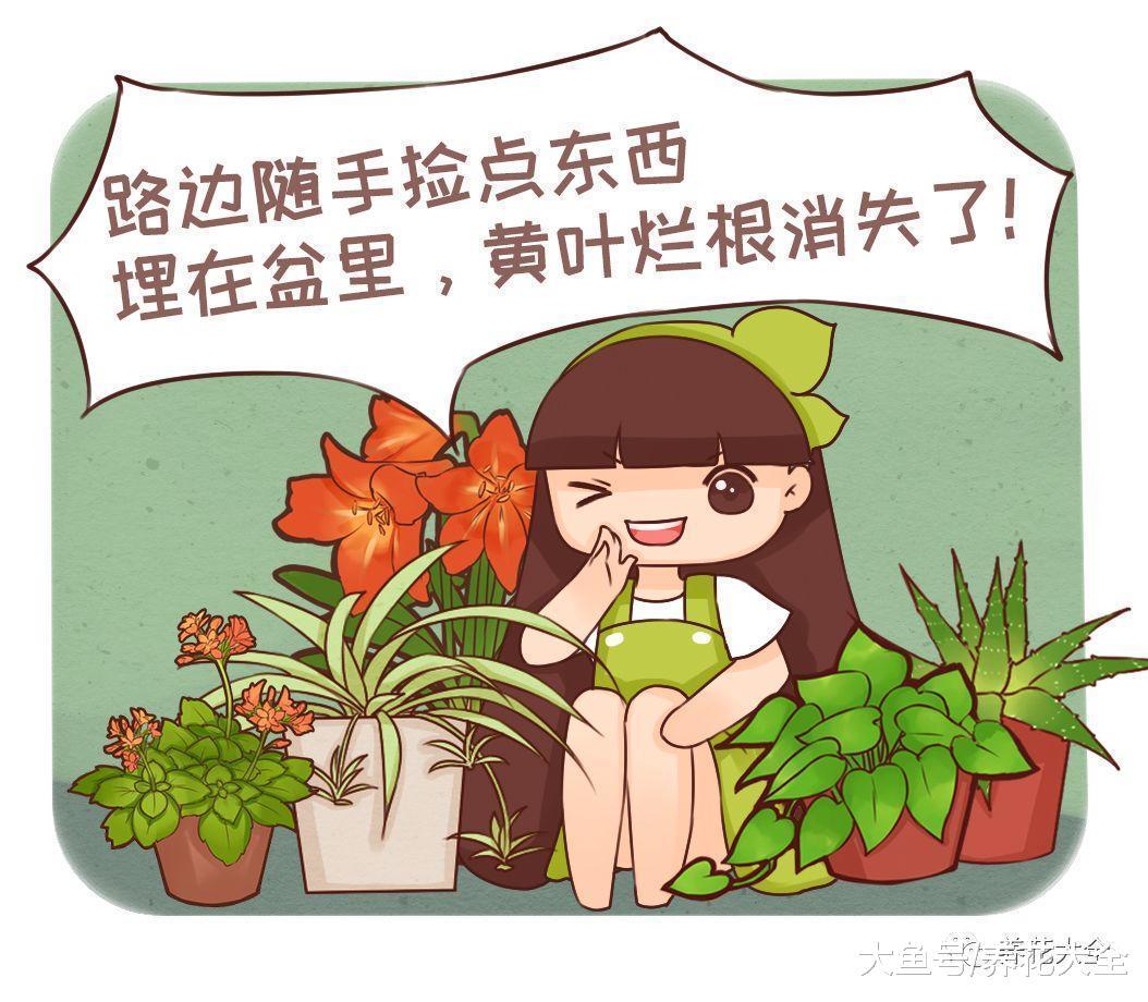 路边捡点小东西, 养花不烂根, 噌噌开爆盆!