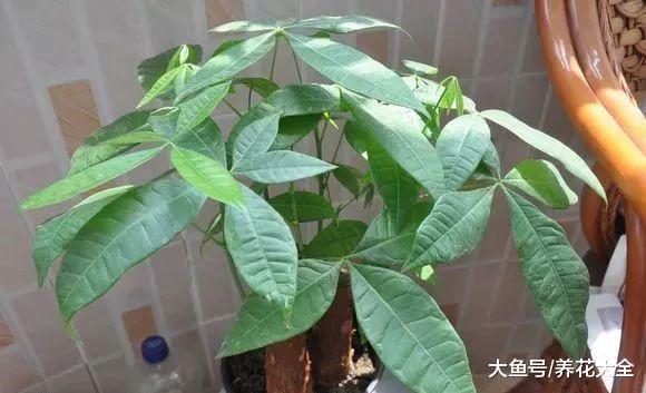 30种花浇水方法, 1句话保花活20年!