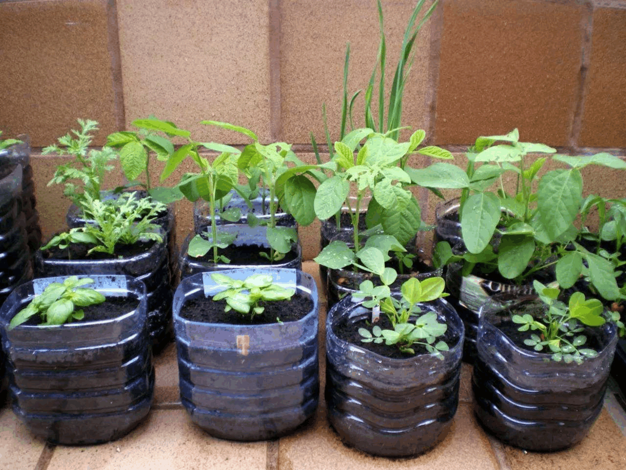 塑料桶别扔, 拿来在冬天种上“它”, 一茬茬的收不停!