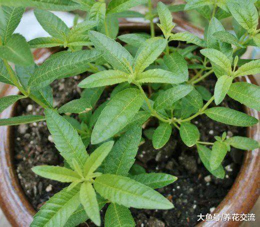 废弃的旧土没有处理就种花, 难怪植物不断感染病虫害