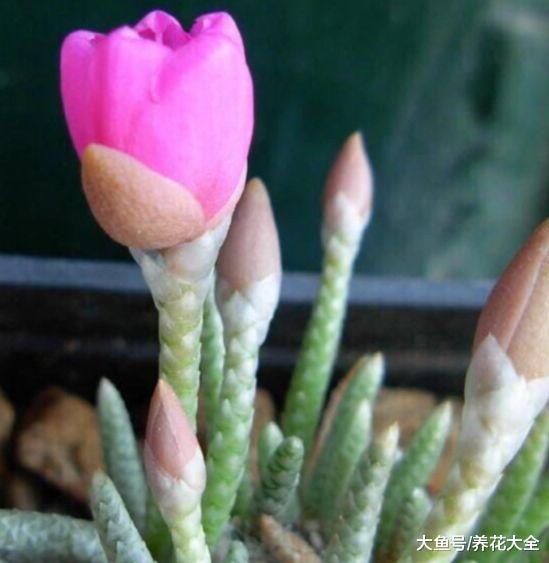这15种多肉, 只要一开花, 比牡丹还要美!