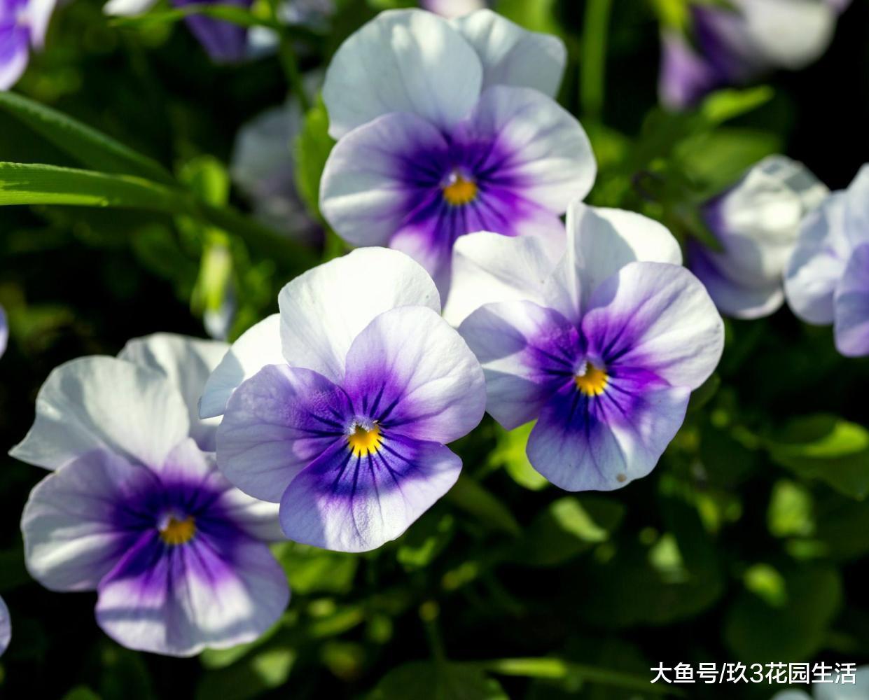 家庭养花草本植物——角堇