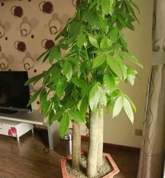 立冬后4种花“黄叶”, 老花匠只做“3步”, 绿叶蹭蹭冒, 2周返青