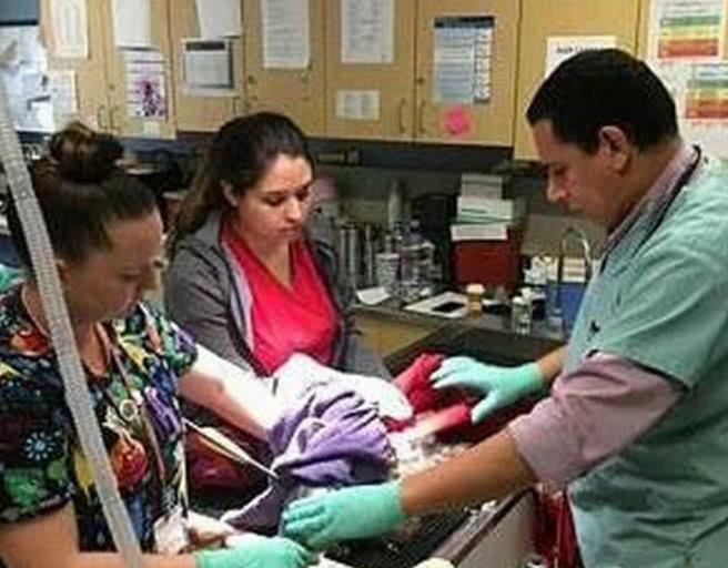 箭头射穿负鼠头部, 痛的嗷嗷直叫, 庆幸被好心人送到医院治疗!