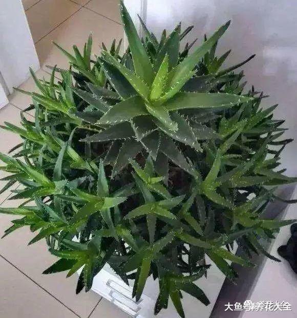 杀菌美容又能吃, 这花切1刀变10盆, 家里多得放不下!