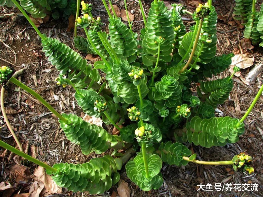 很多人都以为金钱木是多肉植物, 其实它是一种草本观叶植物
