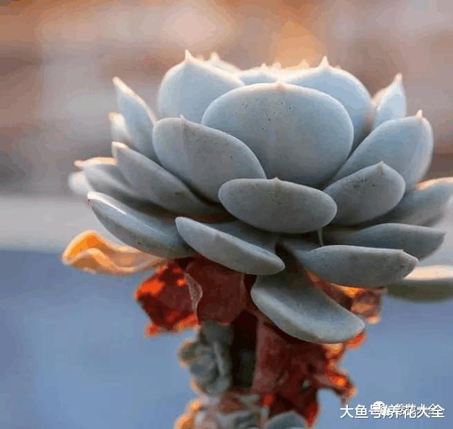 多肉叶子干成皮? 恭喜你, 养成多肉老桩啦!