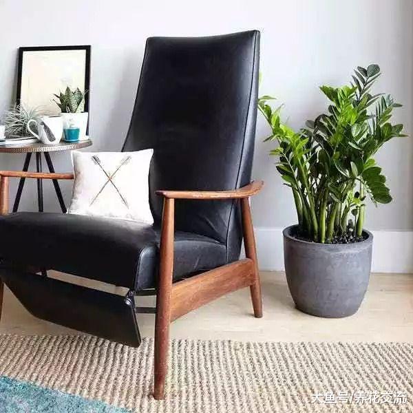 8种可以在城市公寓里生长良好的室内植物, 能适应低光照和干旱