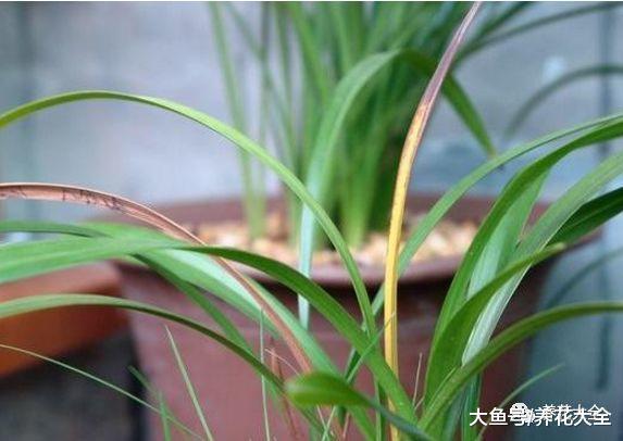 兰花烂根又长斑, 取出来消消毒, 重新翠绿有生机!