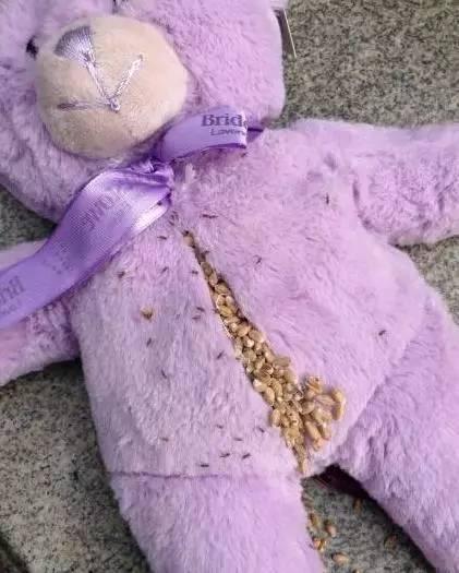 女孩买一大熊, 剪开其肚子后吓一跳, 里面居然是这个东西