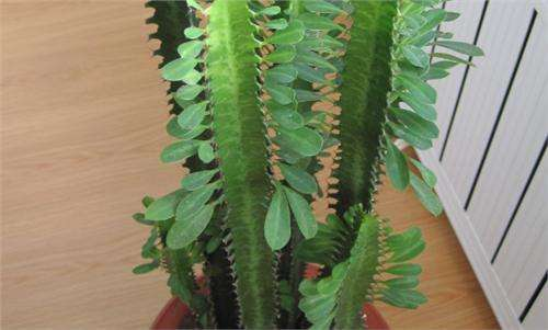 有钱人养花, 最爱这“3种”, 摆在家里旺运镇宅, 枝叶绿油油!