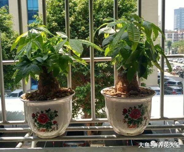 绿萝又黄叶了, 这样一处理, 又是绿油油的一盆!