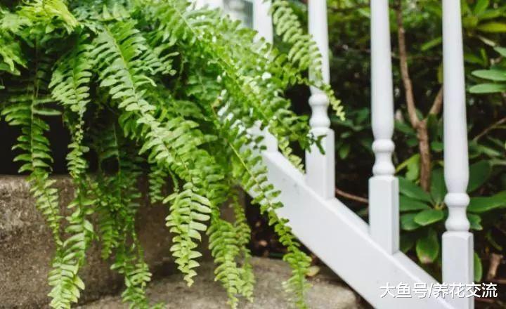 比较老式的室内盆栽观赏植物, 这些植物摆在客厅老人家会很喜欢
