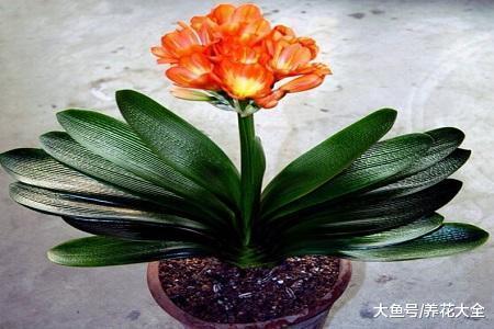 想给君子兰换盆的你赶紧看看, 做错了就等于白换