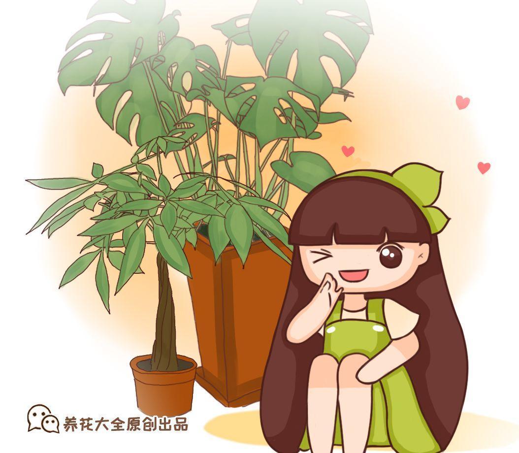 这8种富贵花, 不要乱送人, 小心把福气送走!
