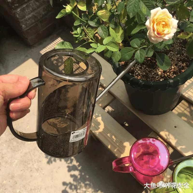 给花吃粒消食片, 像打了兴奋剂, 花开个没完!